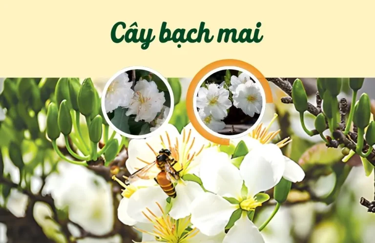 Vì sao cây bạch mai được xem là cây mai quý?