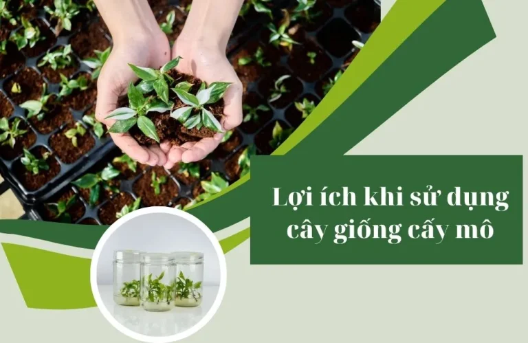 Cây giống cấy mô và vai trò trong sản xuất quy mô lớn