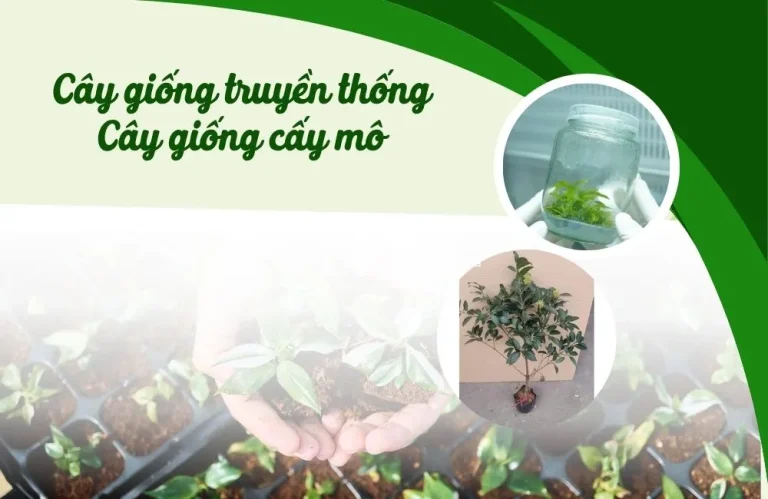 Trang trại nên chọn cây giống cấy mô hay truyền thống ?