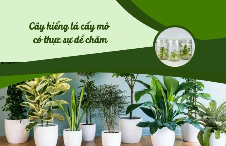 Cây kiểng lá cấy mô có thực sự dễ chăm hơn cây thường?