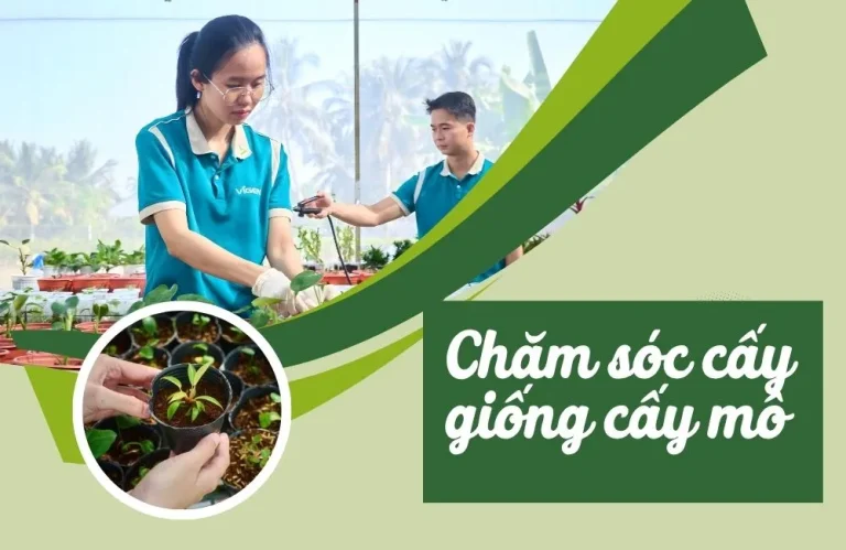 Cách chăm sóc cây giống cấy mô sau ra ngôi đạt hiệu quả