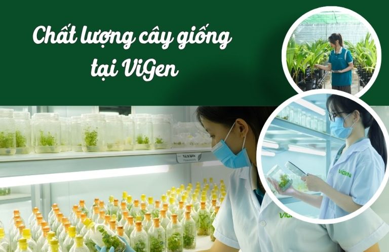 Chất lượng cây giống ViGen được đảm bảo như thế nào?