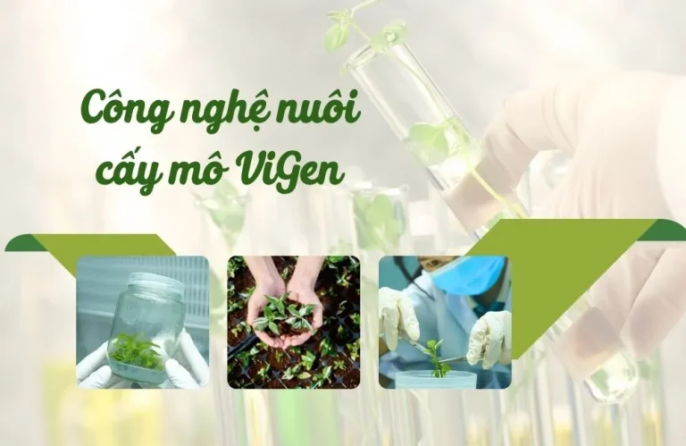 Vì sao công nghệ nuôi cấy mô ViGen được tin chọn?