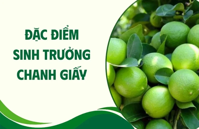 Đặc điểm sinh trưởng chanh giấy người trồng nên biết