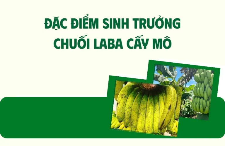 Đặc điểm sinh trưởng chuối Laba cấy mô cần biết khi trồng