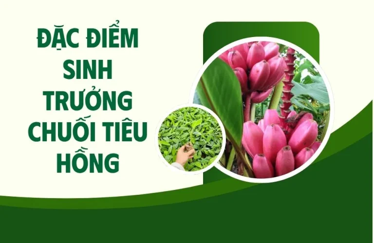 Đặc điểm sinh trưởng chuối tiêu hồng qua từng giai đoạn