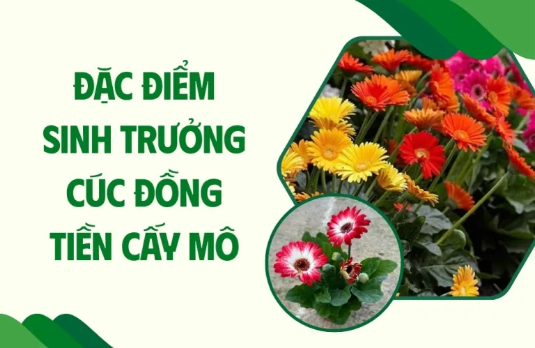 Đặc điểm sinh trưởng cúc đồng tiền cấy mô dễ hiểu nhất