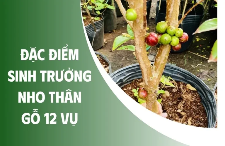 Đặc điểm sinh trưởng nho thân gỗ 12 vụ có gì nổi bật