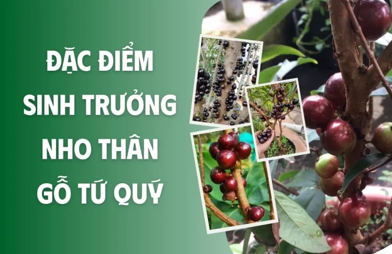 Đặc điểm sinh trưởng nho thân gỗ tứ quý có dễ trồng không?