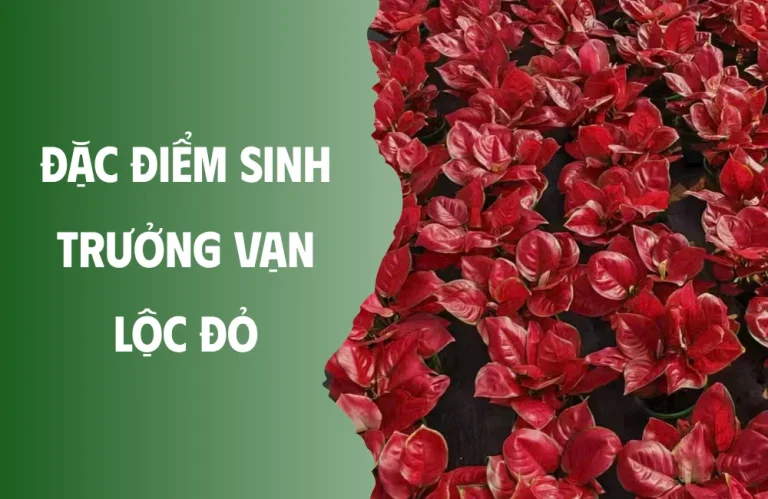 Đặc điểm sinh trưởng vạn lộc đỏ và cách chăm cây khỏe