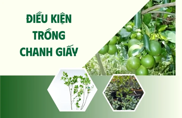 Điều kiện trồng chanh giấy cần biết trước khi trồng