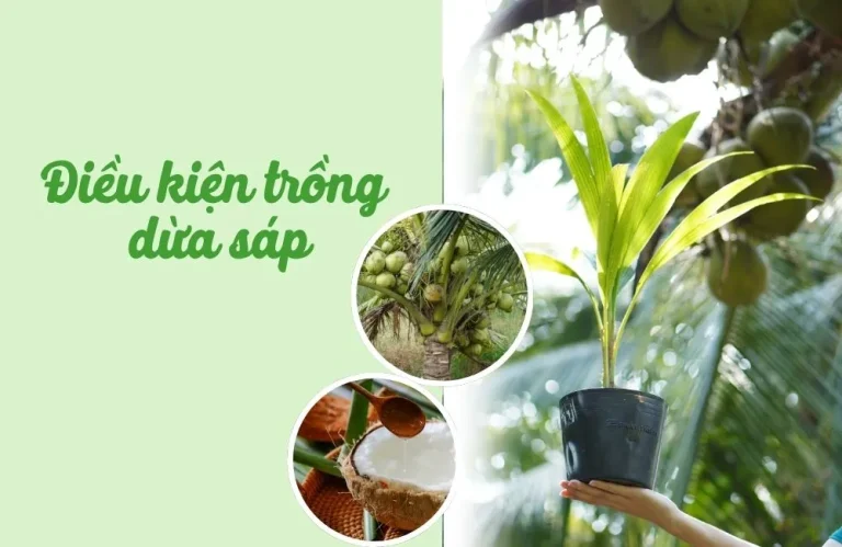 Điều kiện trồng dừa sáp chuẩn giúp cây phát triển tốt