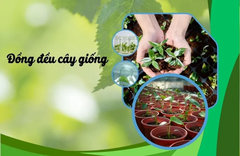 Đồng đều cây giống quan trọng thế nào trong trồng quy mô lớn