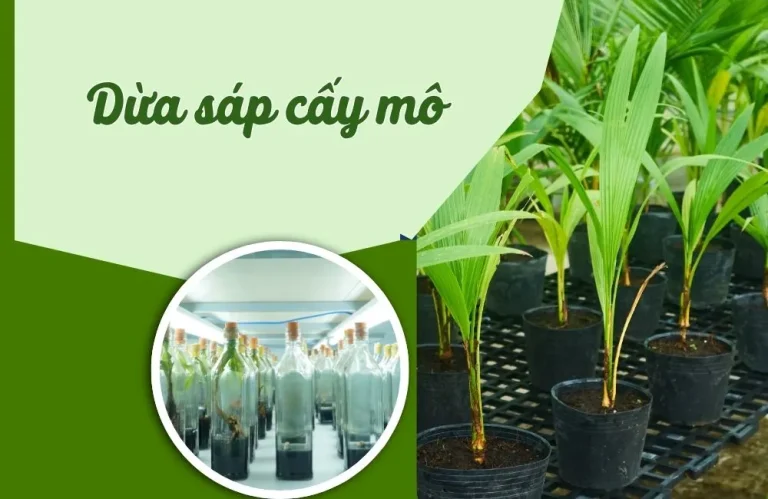 Dừa sáp cấy mô – Giải pháp tăng tỷ lệ trái sáp hiệu quả