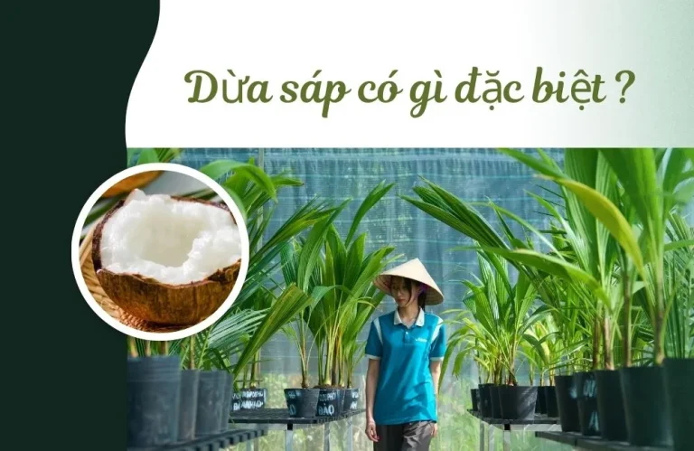 Dừa sáp có gì đặc biệt mà trở thành đặc sản “hiếm”?