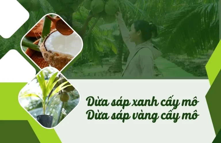 Phân biệt dừa sáp xanh cấy mô và dừa sáp vàng cấy mô