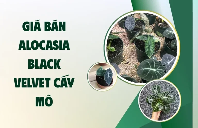 Giá bán Alocasia Black Velvet cấy mô so với cây thường