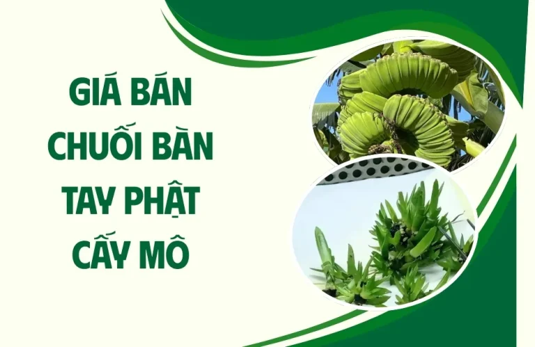 Giá bán chuối bàn tay phật cấy mô và cách chọn cây chuẩn