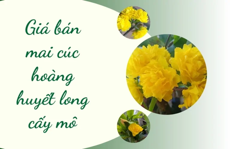 Giá bán mai cúc hoàng huyết long cấy mô có đắt không?