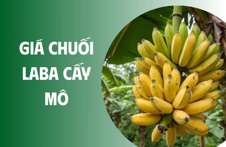 Giá chuối Laba cấy mô hiện nay bao nhiêu 1 cây?
