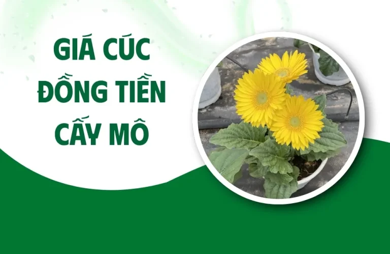 Giá cúc đồng tiền cấy mô hiện nay bao nhiêu 1 cây?