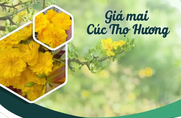 Giá mai cúc thọ hương cấy mô và kinh nghiệm chọn mua cây