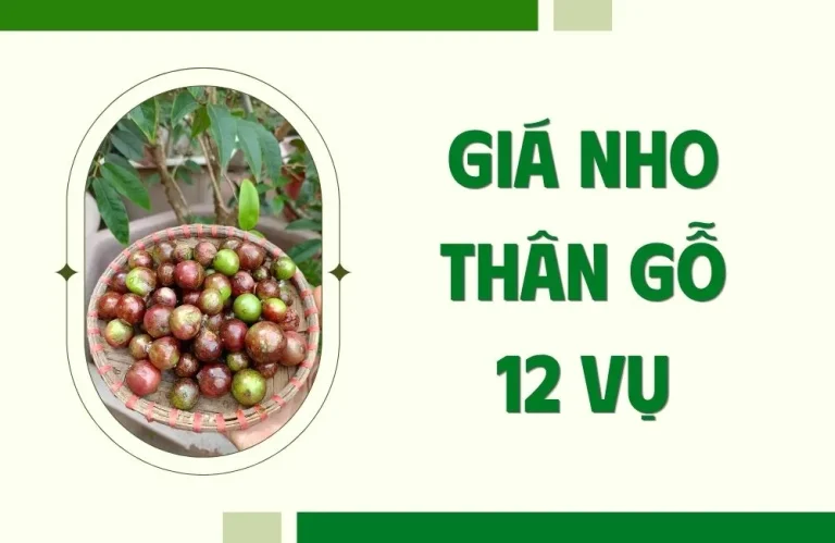 Giá nho thân gỗ 12 vụ có đắt không, có nên đầu tư?
