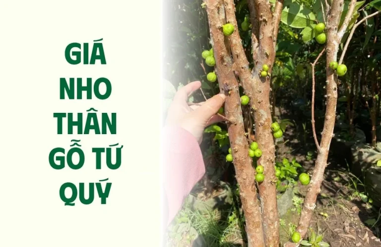 Giá nho thân gỗ tứ quý có đáng để đầu tư không?