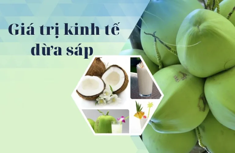 Giá trị kinh tế dừa sáp và những yếu tố quyết định lợi nhuận