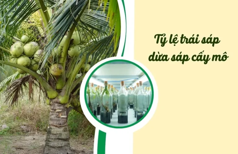 Giống dừa sáp cấy mô có đảm bảo tỷ lệ trái sáp không?
