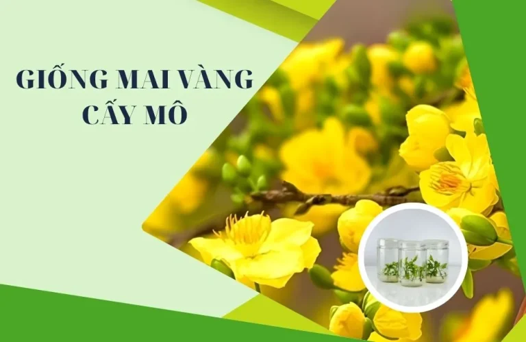 Giống mai vàng cấy mô: Giải pháp trồng mai hiệu quả hiện nay
