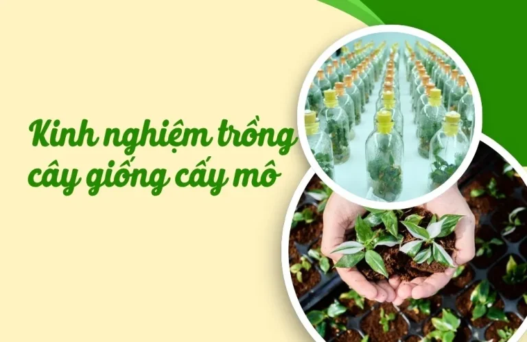 Kinh nghiệm trồng cây giống cấy mô hiệu quả cho nhà vườn