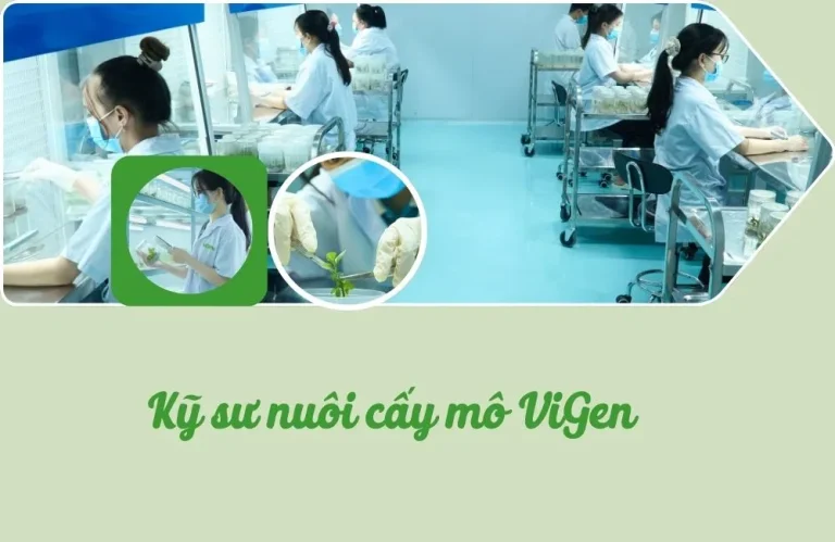 Kỹ sư nuôi cấy mô ViGen – Nền tảng chất lượng cây giống