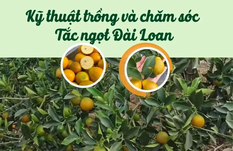 Kỹ thuật trồng tắc ngọt Đài Loan và chăm sóc đúng cách
