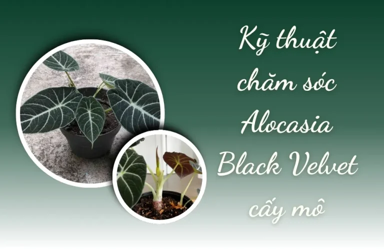Kỹ thuật chăm sóc Alocasia Black Velvet cấy mô đúng cách