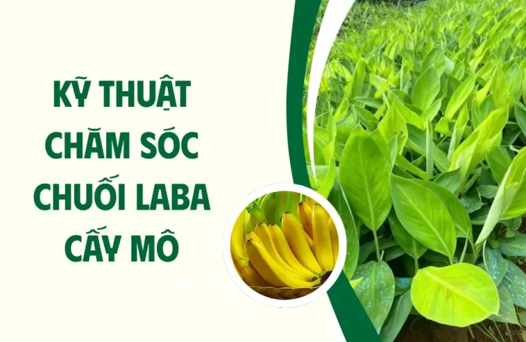 Kỹ thuật chăm sóc chuối Laba cấy mô cho buồng đẹp, trái to