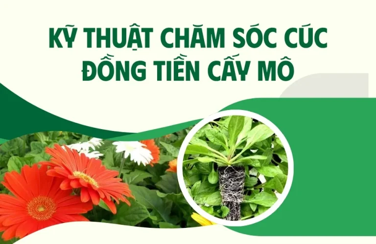 Kỹ thuật chăm sóc cúc đồng tiền cấy mô hạn chế bệnh