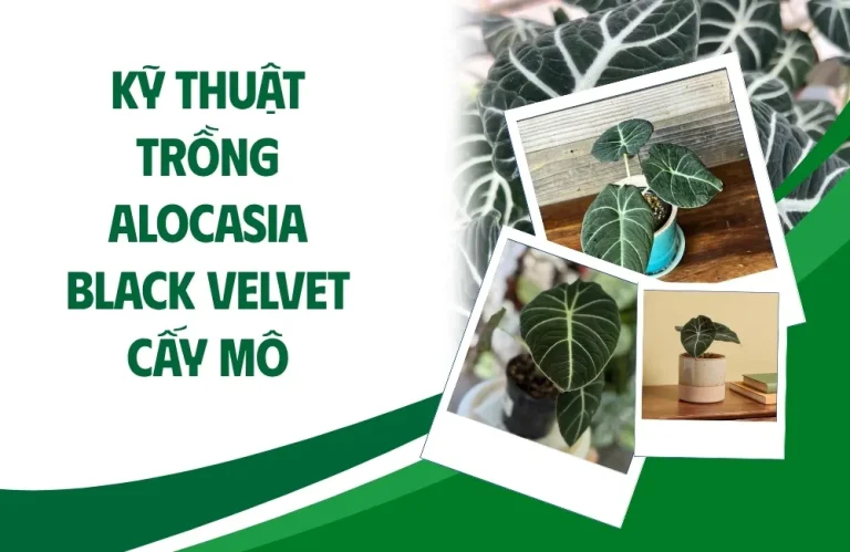 Kỹ thuật trồng Alocasia Black Velvet cấy mô đúng cách