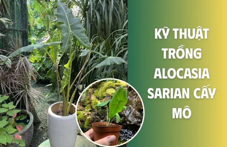 Kỹ thuật trồng Alocasia Sarian cấy mô giữ form lá đẹp