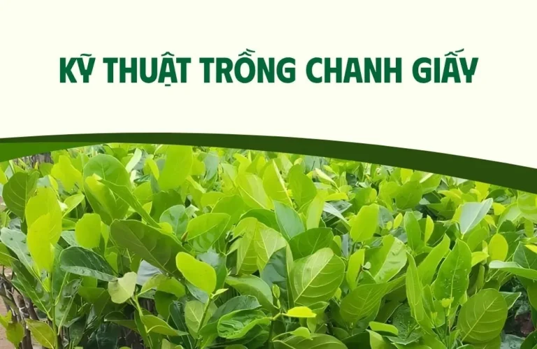 Kỹ thuật trồng chanh giấy đúng cách dễ áp dụng tại nhà