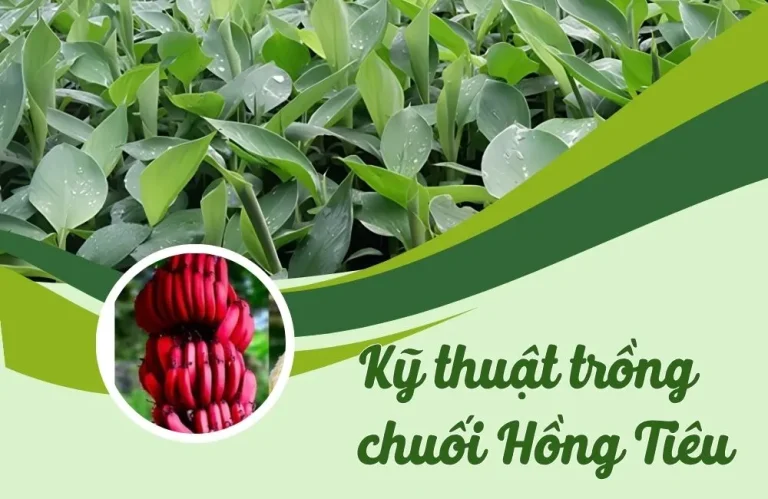 Kỹ thuật trồng chuối tiêu hồng cho năng suất cao, ít bệnh