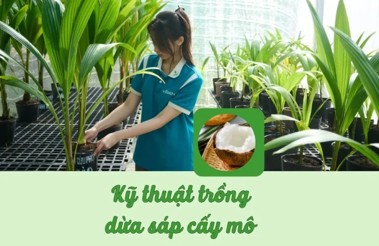 Kỹ thuật trồng dừa sáp cấy mô đúng cách cho năng suất cao