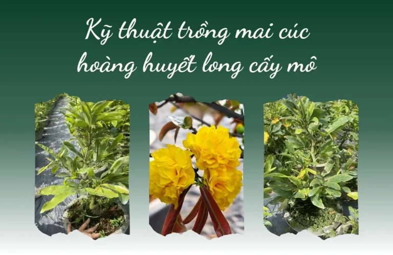 Kỹ thuật trồng mai cúc hoàng huyết long cấy mô hiệu quả