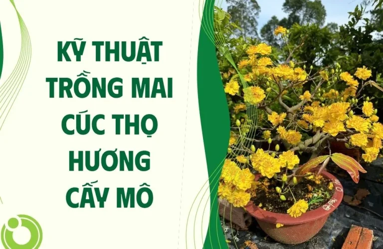 Kỹ thuật trồng mai cúc thọ hương cấy mô dễ áp dụng