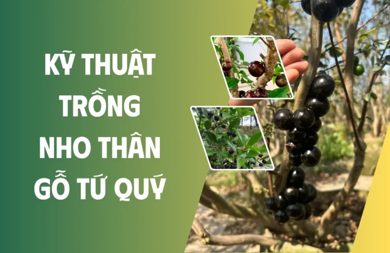 Kỹ thuật trồng nho thân gỗ tứ quý để cây phát triển khỏe
