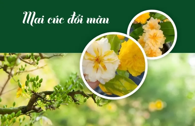 Vì sao mai cúc đổi màu được giới chơi mai săn đón ?