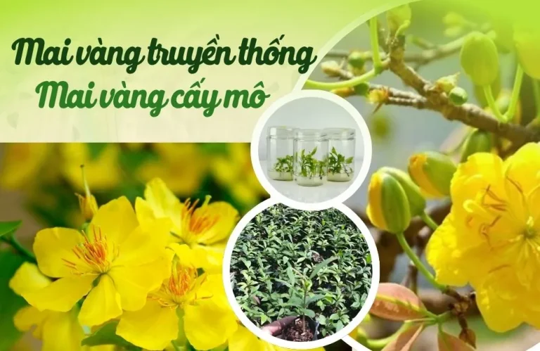 Mai vàng cấy mô và mai vàng truyền thống nên trồng loại nào?