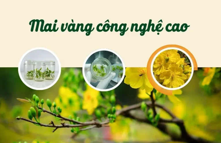 Mai vàng công nghệ cao: Xu hướng trồng mai hiện nay