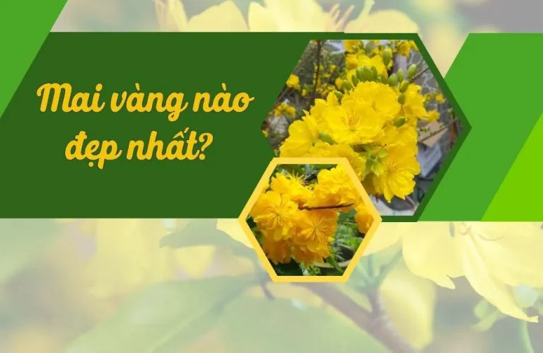 Mai vàng nào đẹp nhất trong số mai cúc, giảo mai, siêu mai ?