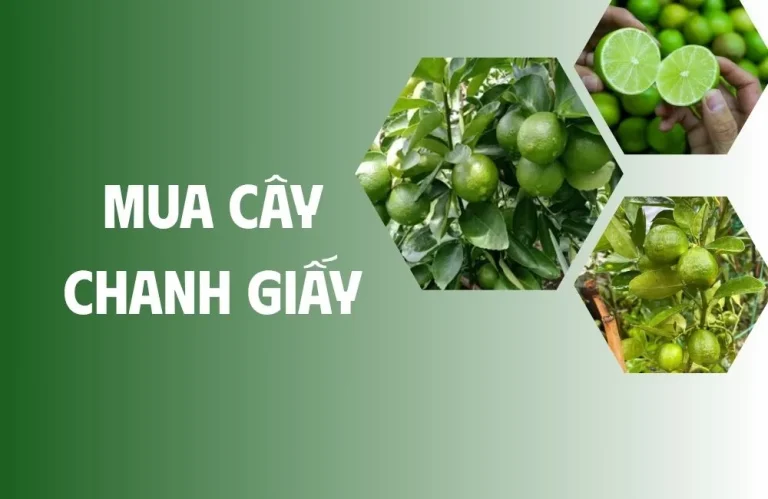 Mua cây chanh giấy chuẩn giống, hạn chế sâu bệnh